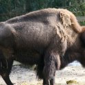 American Bison